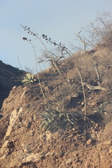 Agave sobria sobria