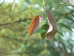 Grewia tiliifolia