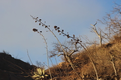 Agave sobria sobria