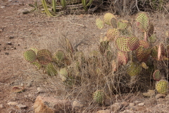 Opuntia comonduensis