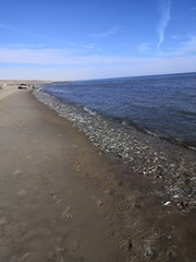 Leuresthes sardina