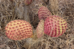 Opuntia comonduensis
