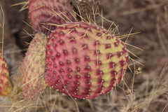 Opuntia comonduensis