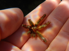 Coscinasterias calamaria