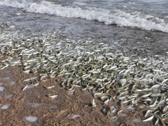Leuresthes sardina