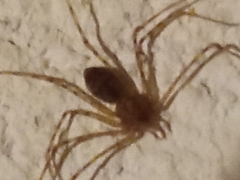 Scytodes