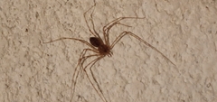 Scytodes