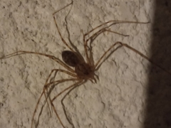Scytodes