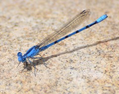 Argia nahuana