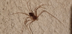 Scytodes
