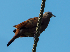 Columbina talpacoti