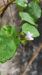 Lycianthes lenta