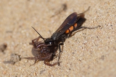 Anoplius viaticus