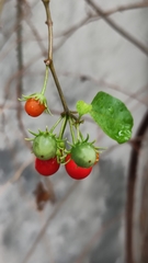 Lycianthes lenta