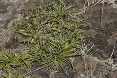 Xerophyta adendorffii