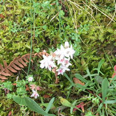 Sedum