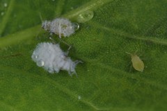 Prociphilus fraxinifolii