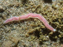 Paranaitis polynoides