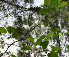 Styracaceae