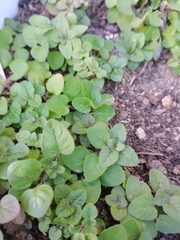 Origanum majorana