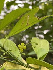 Euonymus nitidus