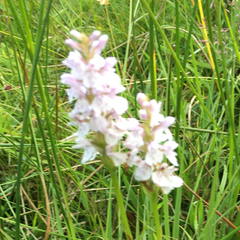 Dactylorhiza maculata ericetorum