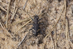 Cicindela sylvatica