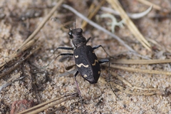 Cicindela sylvatica