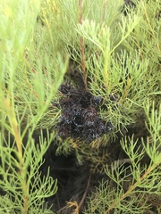 Serruria foeniculacea