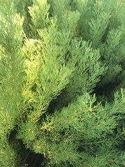 Serruria foeniculacea