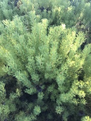 Serruria foeniculacea