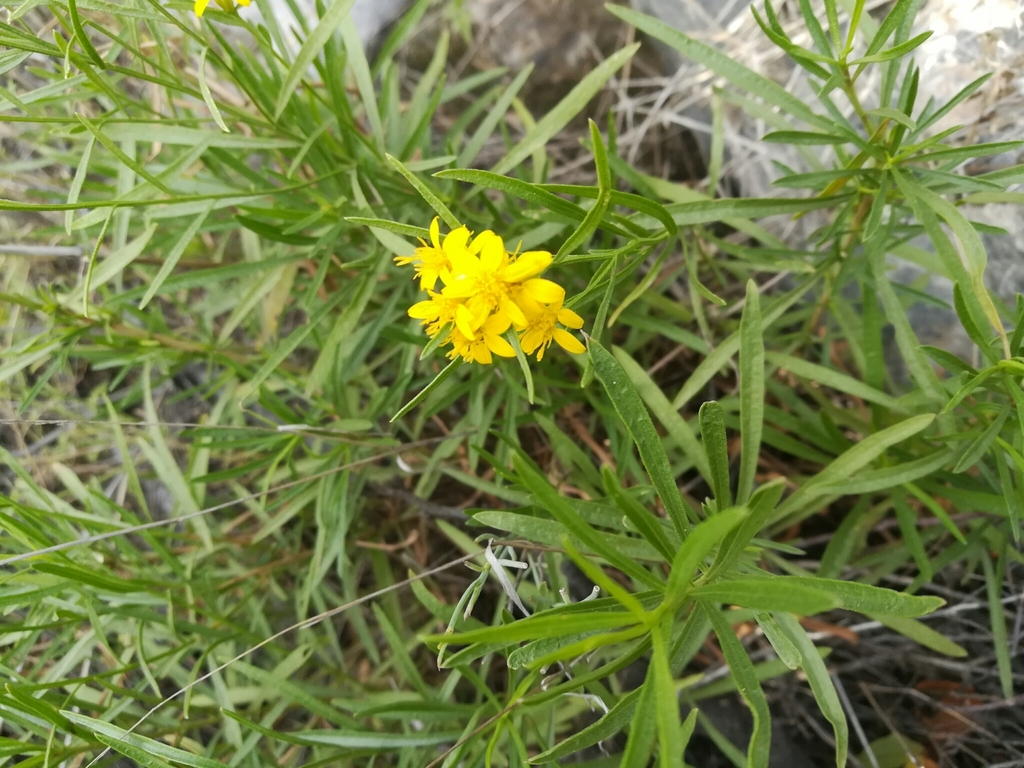 Gutierrezia grandis