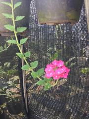Glandularia × hybrida