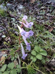 Corydalis decumbens