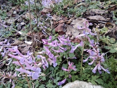 Corydalis decumbens