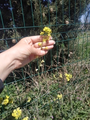 Sisymbrium orientale
