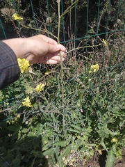Sisymbrium orientale