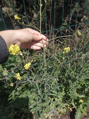 Sisymbrium orientale