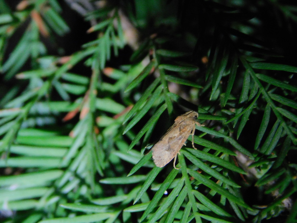 Acrolophus walsinghami