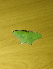 Maxates tanygona
