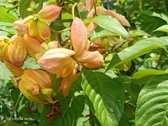 Mussaenda erythrophylla