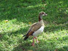 Alopochen aegyptiaca