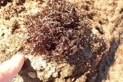Gelidium pristoides