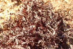 Gelidium pristoides