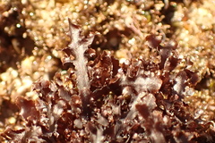 Gelidium pristoides