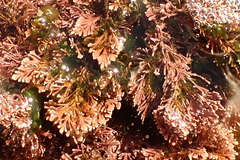Amphiroa anceps