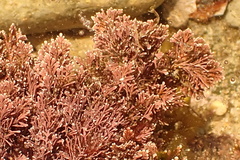 Amphiroa anceps