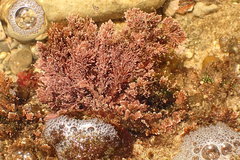 Amphiroa anceps