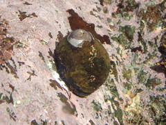 Steromphala cineraria