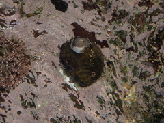 Steromphala cineraria